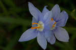 Prairie pleatleaf